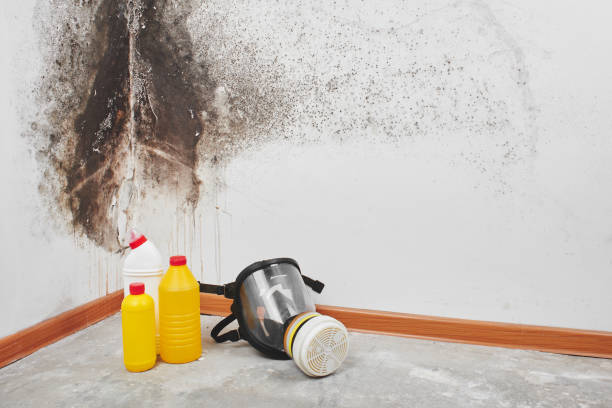 Best Office Mold Removal Services  in Ellington, MO