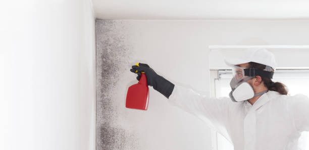 Best Black Mold Removal  in Ellington, MO
