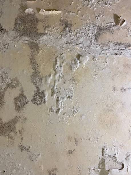 Best Mold Testing  in Ellington, MO