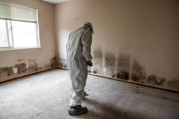 Best Residential Mold Removal  in Ellington, MO