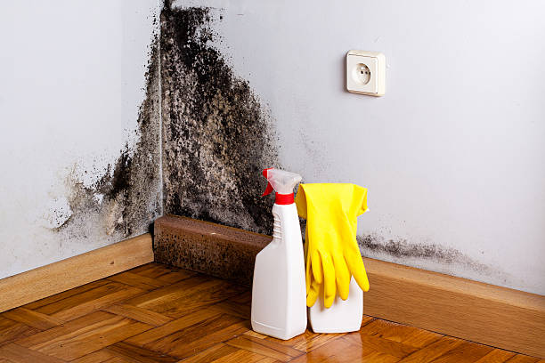 Best Office Mold Removal Services  in Ellington, MO