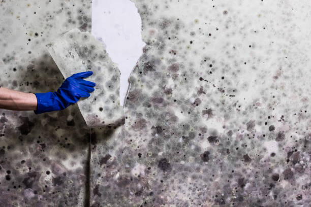 Best Crawl Space Mold Removal  in Ellington, MO
