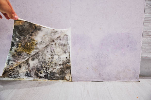 Best Local Mold Removal Service  in Ellington, MO